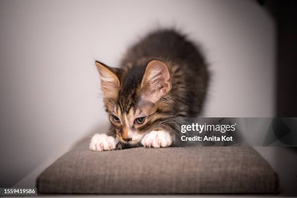 the kitten scratches the pillow - itchy eyes stock pictures, royalty-free photos & images