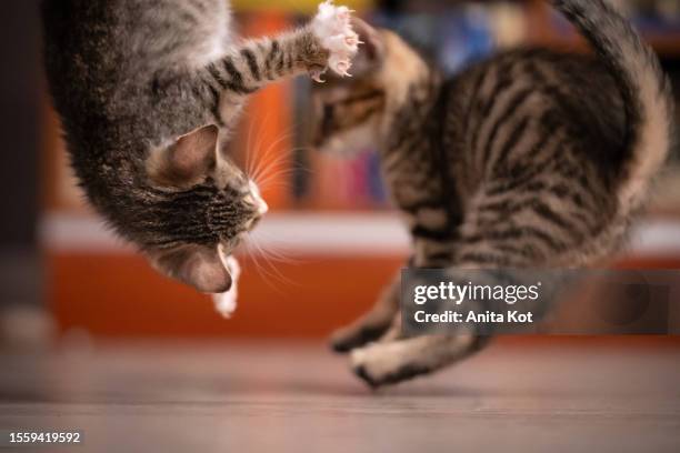 flying cats - flying cat stock pictures, royalty-free photos & images