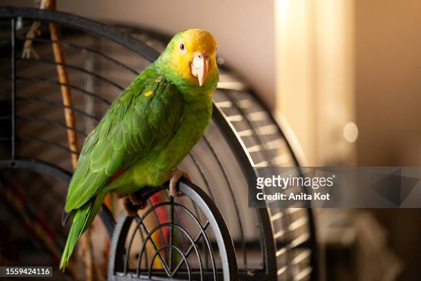 parrot yellow-headed amazon - gelbnackenamazone stock-fotos und bilder