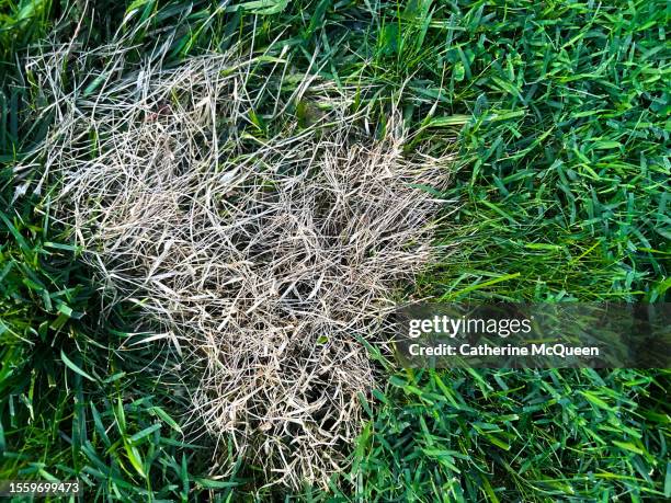 small patch of dry grass in the summer season - lawn fertilizer stock pictures, royalty-free photos & images