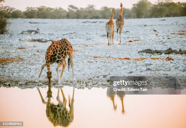 girafa curvando-se sobre a água potável no poço de água, namíbia - girafa da áfrica do sul girafa - fotografias e filmes do acervo
