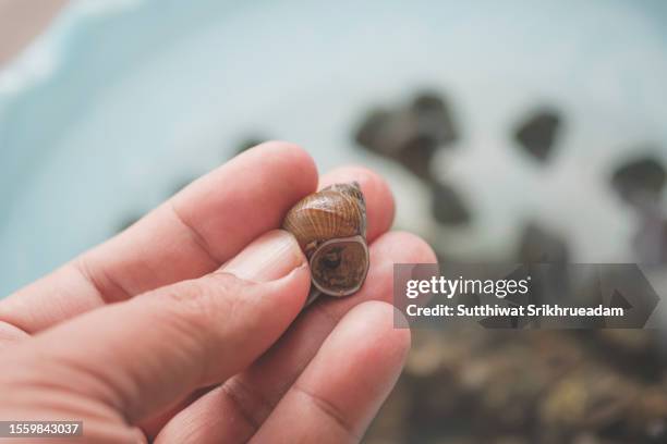 close-up of hand holding freshwater snail - pond snail 個照片及圖片檔