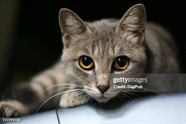 cat with pupils full wide open - cat eye stock pictures, royalty-free photos & images