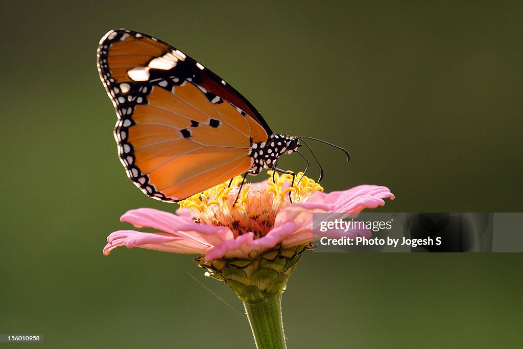 Plain Tiger butterfly