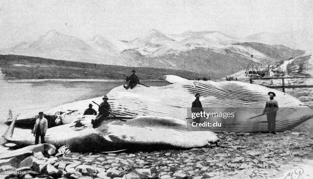 Whalers presenting dead whales on the beach