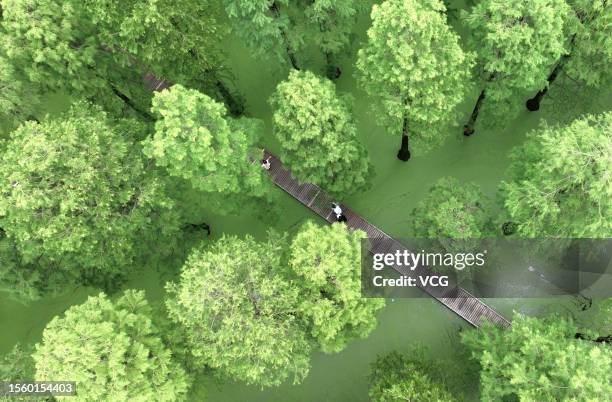 Aerial view of tourists visiting the aquatic forest of Luyang Lake Wetland Park on July 21, 2023 in Yangzhou, Jiangsu Province of China.