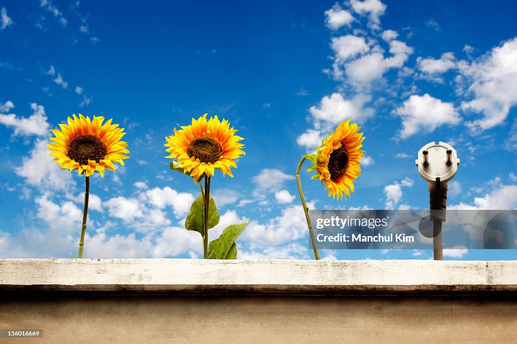 Solar Energy, Sun Flower