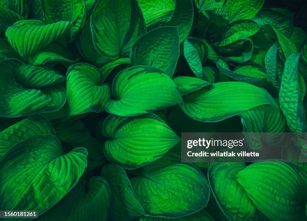 full frame shot of fresh green leaves ,nature background. - motif feuillage photos et images de collection