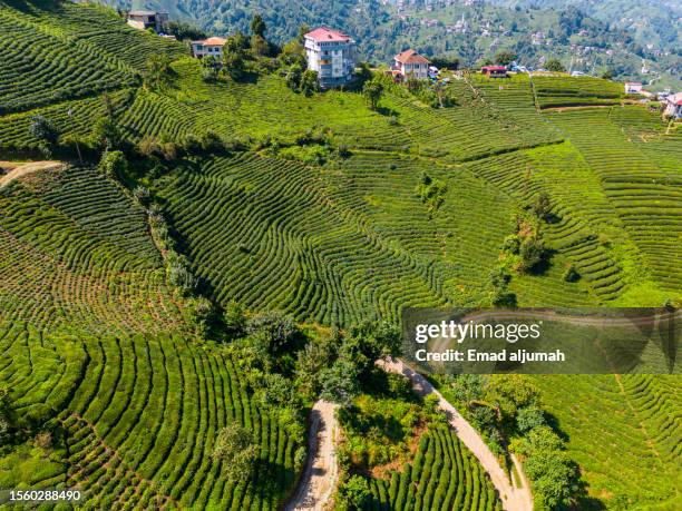 aerial view of the team gardens in çayeli village, rize, turkey - trabzon stock pictures, royalty-free photos & images