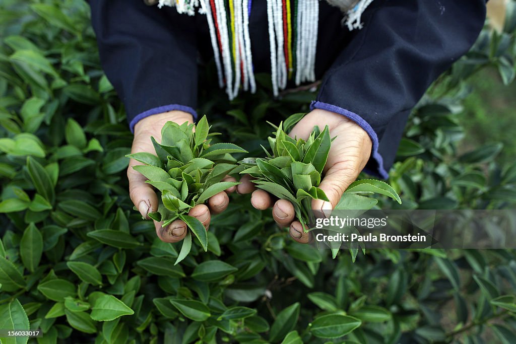 Harvesting Tea in Thailand