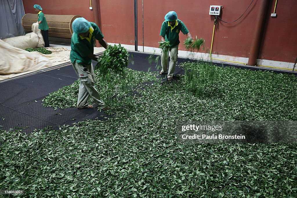 Harvesting Tea in Thailand