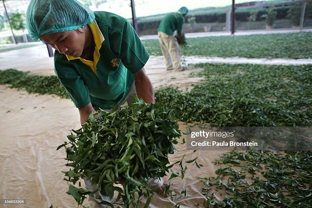Harvesting Tea in Thailand