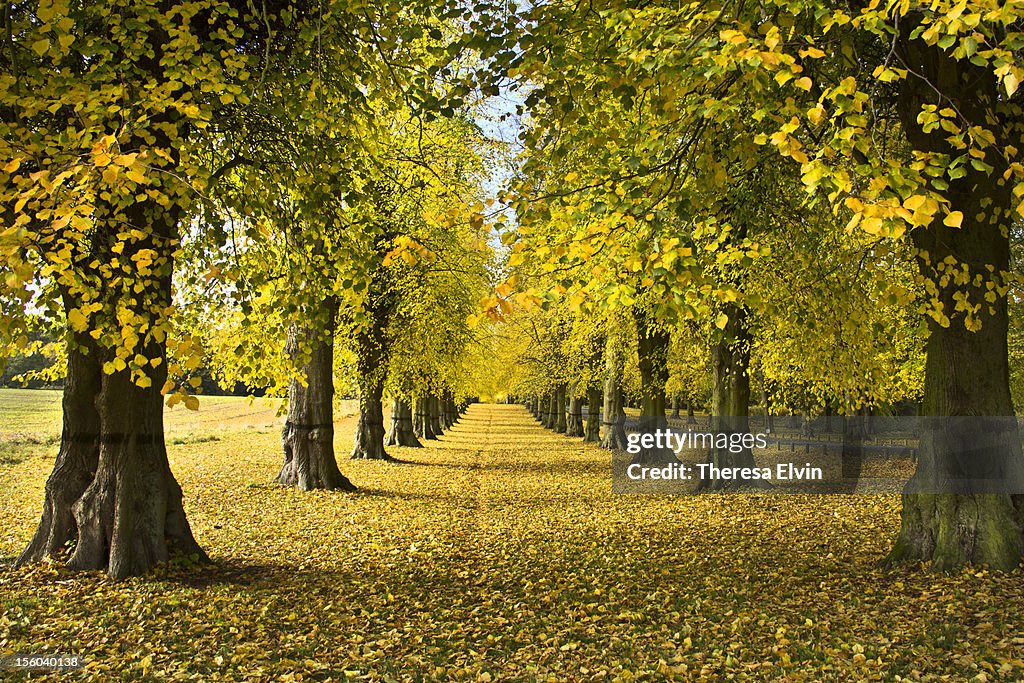 Lime Tree Avenue