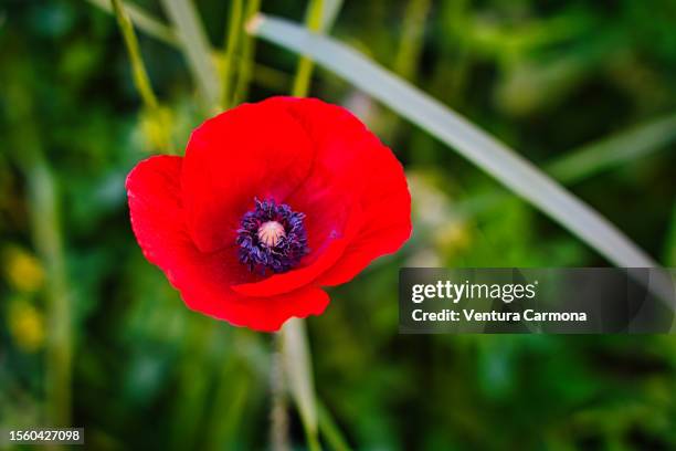 papaver rhoea (poppies) in spring - poppy stock pictures, royalty-free photos & images