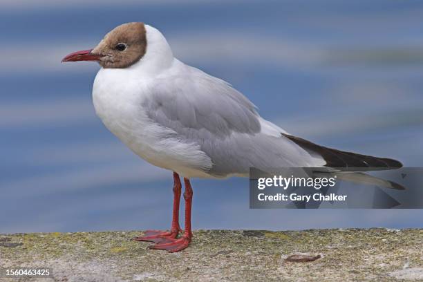 black-headed gull [chroicocephalus ridibundus] - black headed gull stock-fotos und bilder