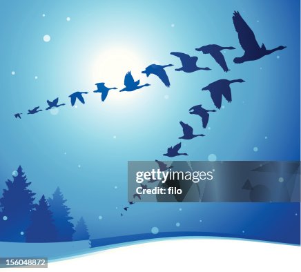 Moonlit Flight Moonlit Flight