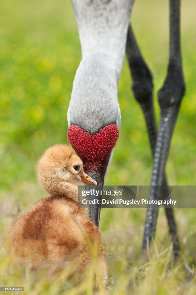 Sandhill Crane Colt and Adult