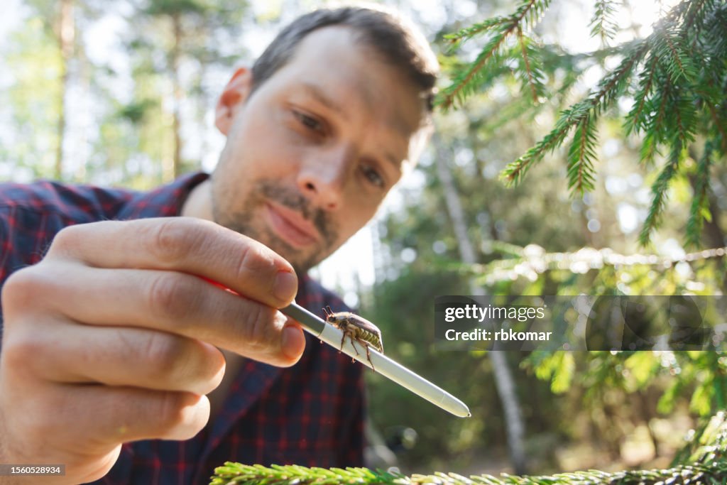 Entomologist studying beetle behavior in forest - botanist holding insect