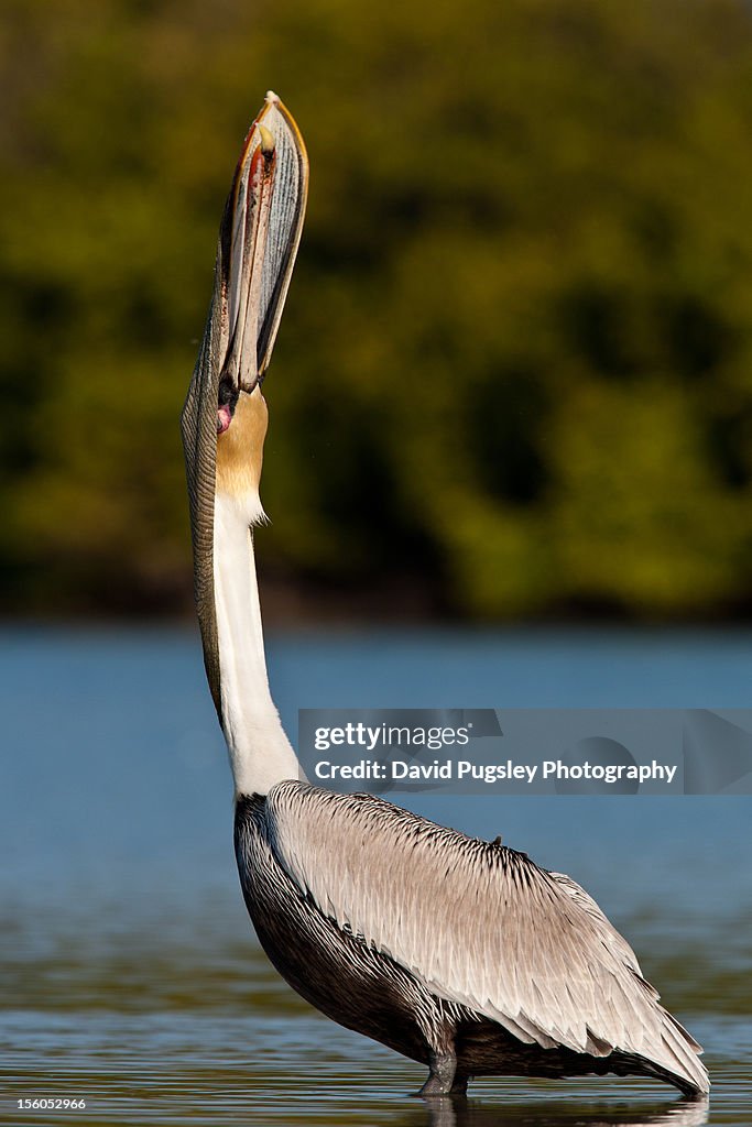 Brown Pelican