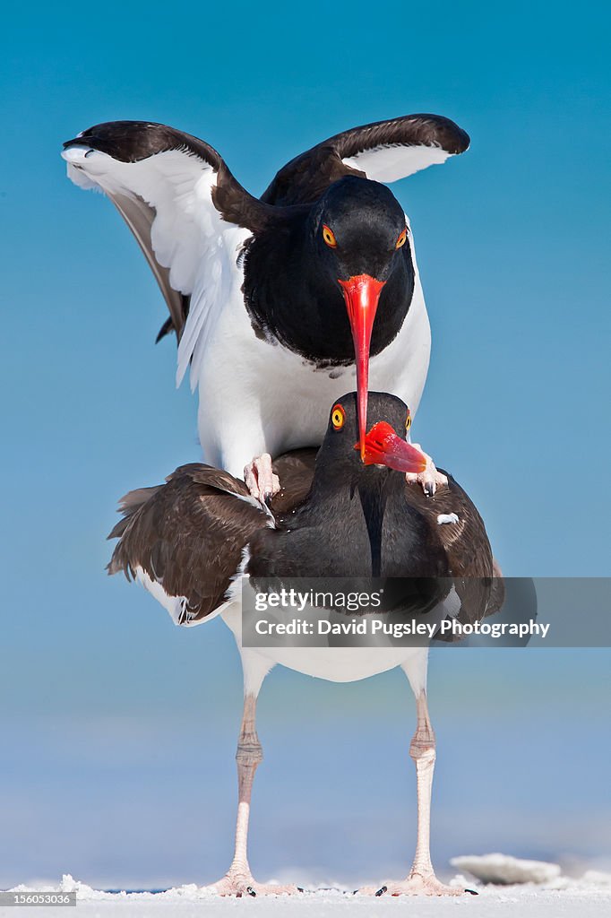 American Oystercatchers Copulating