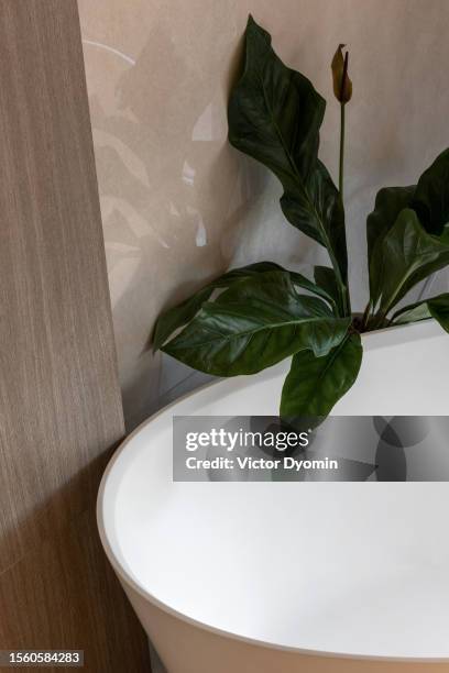 green plant behind the white stylish bathtub - bathroom pot plant stock-fotos und bilder