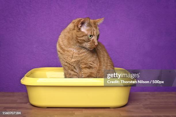 close-up of cute ginger cat sitting in an open litter box and looking away against purple wall,germany - cat litter stock pictures, royalty-free photos & images