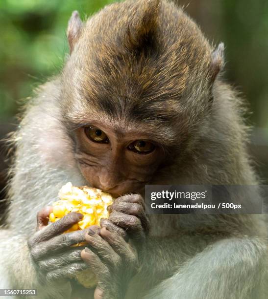 balinese macaque - gallus gallus stock pictures, royalty-free photos & images