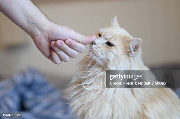 a hand is touching the face of cat,sweden - vänskap - fotografias e filmes do acervo