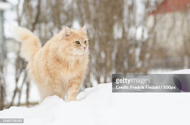 siberian cat walking in the snow,sweden - vänskap - fotografias e filmes do acervo