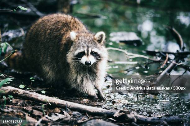 Spring Racoon Lake Raccoon Lake Photos and Premium High Res Pictures - Getty Images