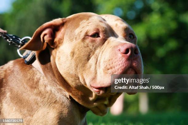 close-up of purebred pit bull terrier with leash looking away on grass land,london,united kingdom,uk - pit bull terrier 個照片及圖片檔