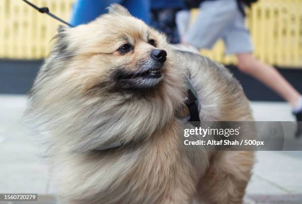 close-up of cute brown pomeranian dog with leash looking away while standing on footpath at local public park,london,united kingdom,uk - pomeranian stockfoto's en -beelden