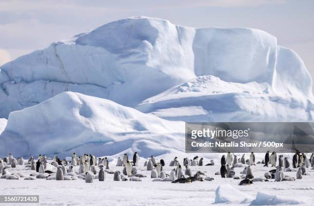 view of penguins standing on snow covered ground,snow hill island,antarctica - antarctica emperor penguin foto e immagini stock