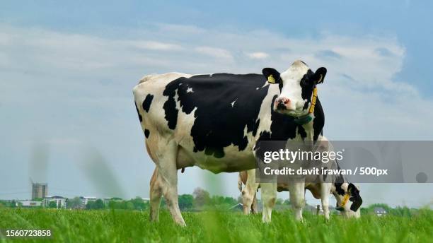 two cows on the field against clear sky - vache laitière photos et images de collection