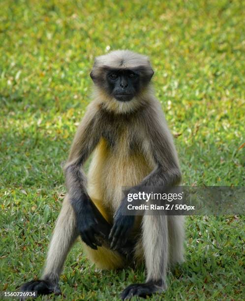 portrait of langur looking at the camera while sitting on green grassfield - leaf monkey stockfoto's en -beelden