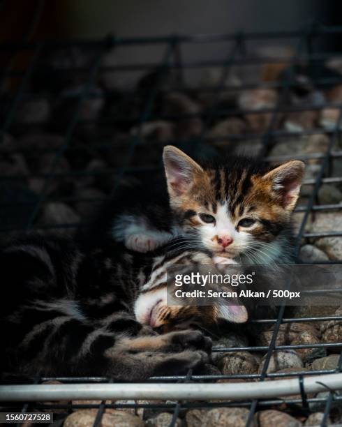 close-up portrait of cats lying in cage - tabby bildbanksfoton och bilder