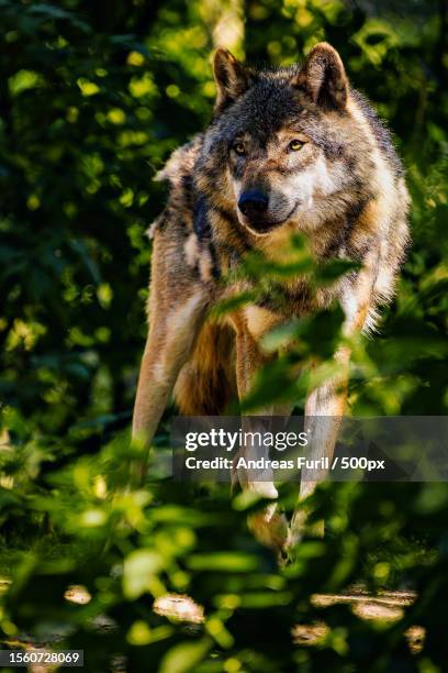portrait of wolf standing on field - holzhintergrund stock pictures, royalty-free photos & images