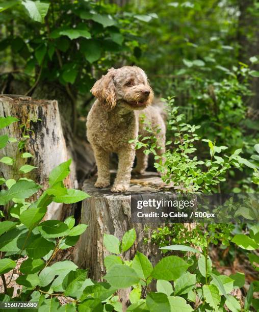 portrait of cute bichon frise dog standing on tree trunk,cheshire county,new hampshire,united states,usa - frise stock pictures, royalty-free photos & images