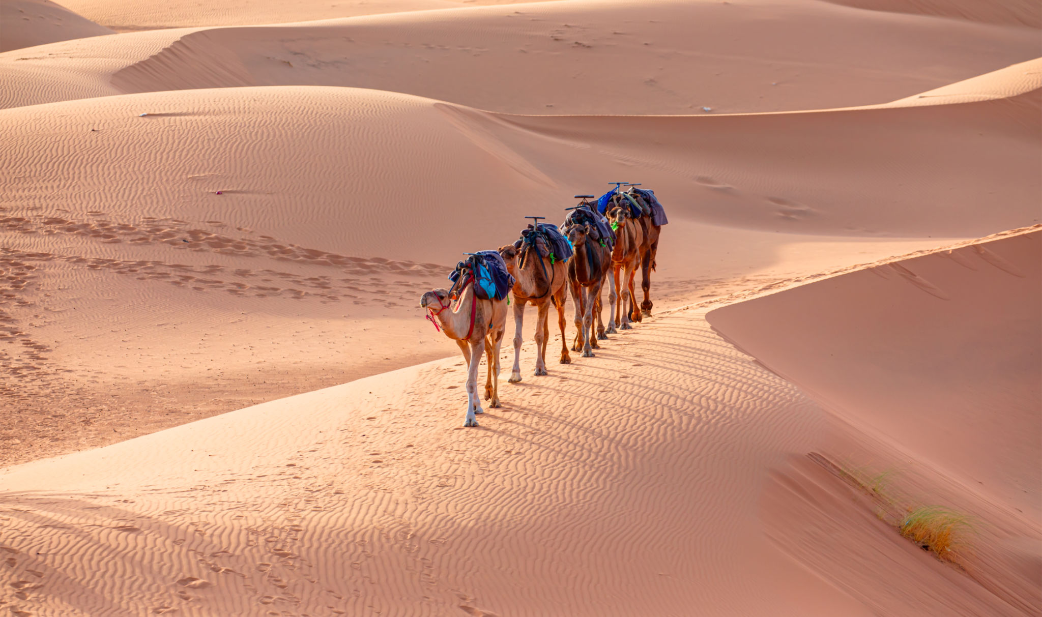 dubai desert safari