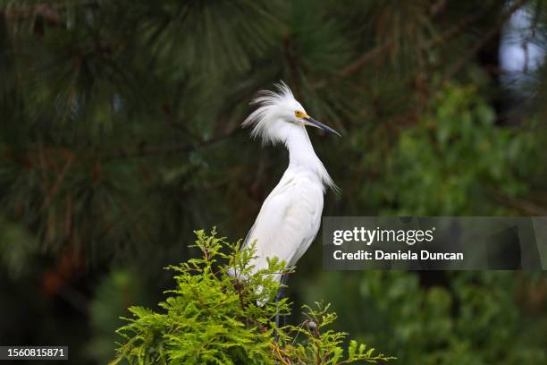 snowy egret - snowy egret stock pictures, royalty-free photos & images