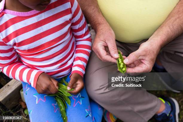 hand picking peas with grandad - pea pod stock pictures, royalty-free photos & images