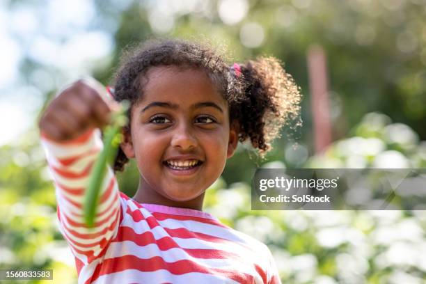 holding up a freshly picked pea pod - pea pod stock pictures, royalty-free photos & images