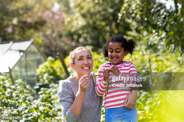 holding freshly picked pea pods - pea pod stock pictures, royalty-free photos & images