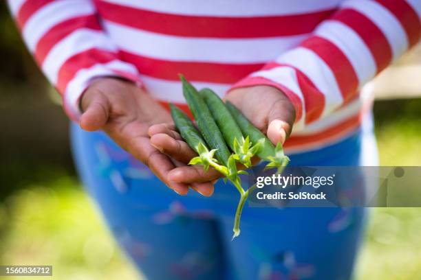 freshly picked pea pods - pea pod stock pictures, royalty-free photos & images