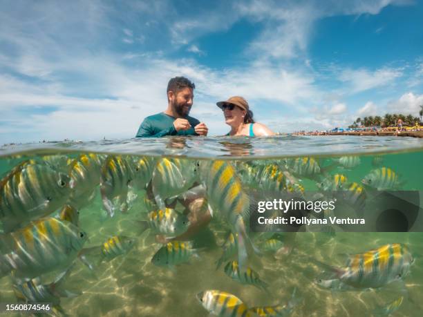 turistas alimentando a los peces en la playa tropical - porto galinhas fotografías e imágenes de stock