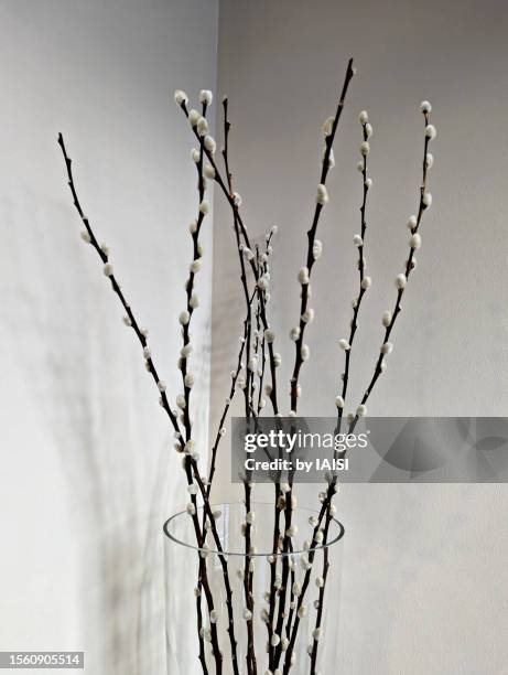 dried willow branches, home decor, sparse - pussy willow stock pictures, royalty-free photos & images