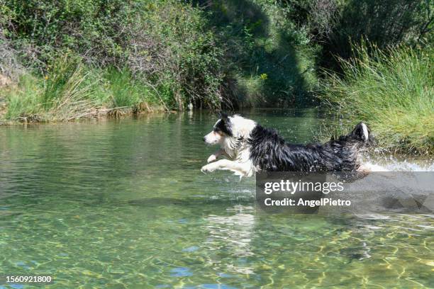 a border collie jumps into a stream. - border collie stock-fotos und bilder