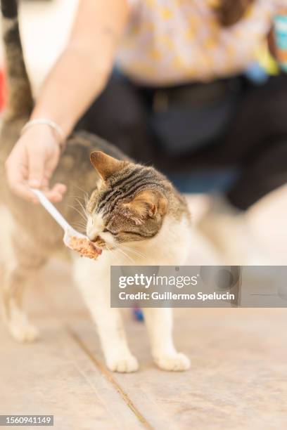 woman giving wet food to cat - angry wet cat stock pictures, royalty-free photos & images