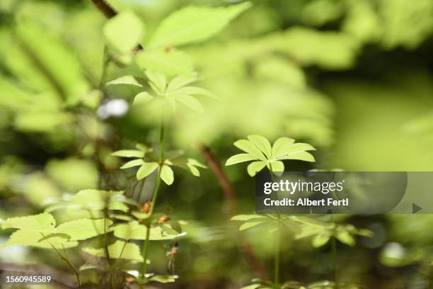 galium odoratum - sweet woodruff stock pictures, royalty-free photos & images