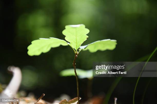 oak seedling - sapling stock pictures, royalty-free photos & images